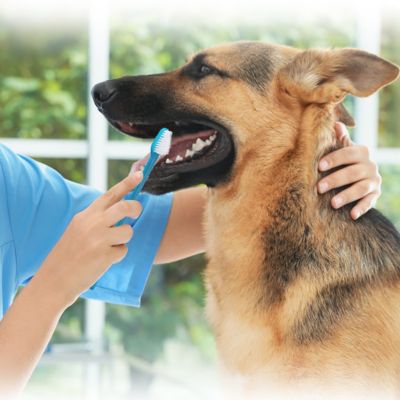 Image showing 5 th Boshel Dog Toothbrush Kit for Dogs with 2 Dual-Headed Dog Toothbrushes and 1 Finger Dog Toothbrush