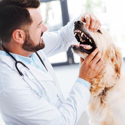 Image showing 6 th Boshel Dog Toothbrush Kit for Dogs with 2 Dual-Headed Dog Toothbrushes and 1 Finger Dog Toothbrush