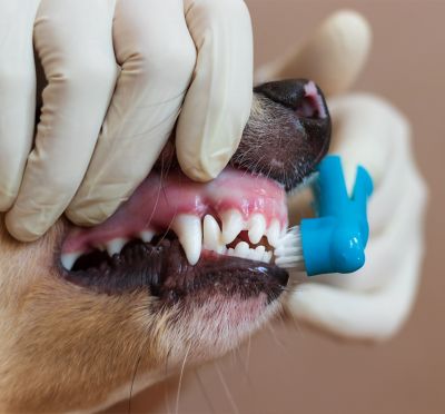 Image showing 5 th Boshel Dog Finger Toothbrush Set - 8 Pack Includes 6 Silicone Bristle + 2 Nylon Bristle Dog & Cat Toothbrushes