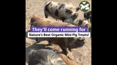 Image showing  Caramel Apple Flavor Mini Pig Treats, 5 lb.