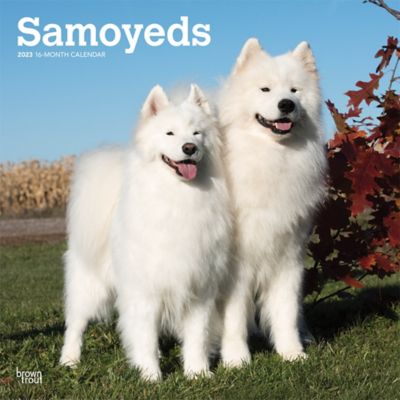 Browntrout Publishers Samoyeds 2023 12 x 24 in. Monthly Square