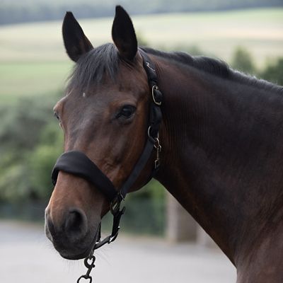 Image showing  Graz Halter