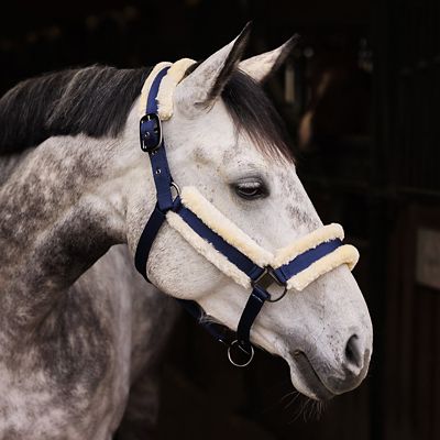 Licou Réglable Horze Graz Pour Cheval – Nylon Bleu – Quincaillerie Résistante