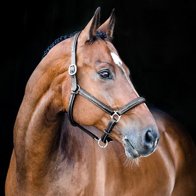 Image showing  Warren Soft Leather Halter