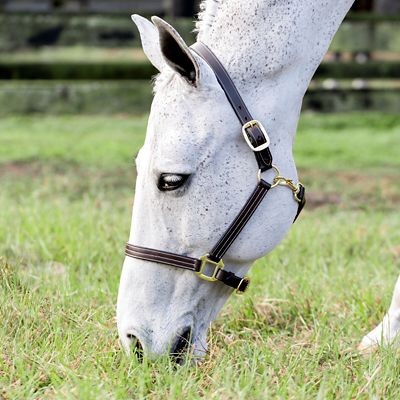 Image showing  Valkyrie Triple-Stitched Leather Halter