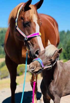 Star Point Horsemanship Holographic Leather Halter