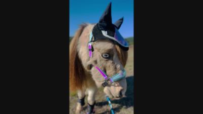 Image showing  Pink Holographic Horse Ear Bonnet