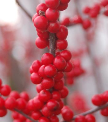 Ilex Verticillata Winter Red, 1000328