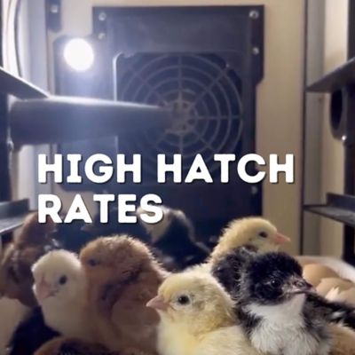 Image showing 8 th Hatching Time CT Series 180 Full Automatic Egg Incubator, Setter and Hatcher Combo