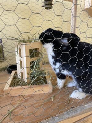 Image showing  2-in-1 Wood Rabbit Feeder