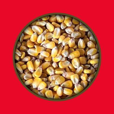 Image showing  Apple Flavor Corn Deer Feed, 40 lb. Bag