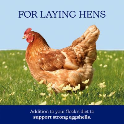 Image showing 6 th Nutrena NatureWise Oyster Shell Poultry Supplement, 7 lb.