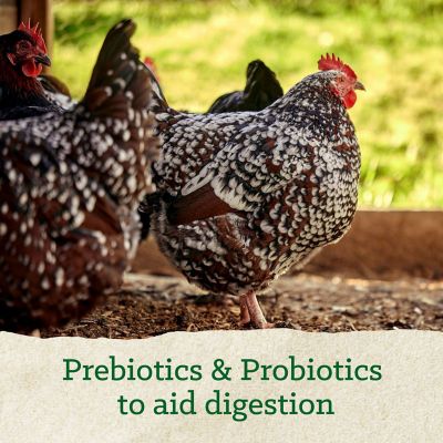 Image showing 5 th Nutrena Hi Pro Scratch Poultry Grains