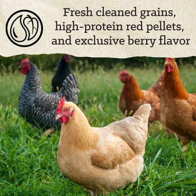 Image showing 8 th Nutrena Hi Pro Scratch Poultry Grains