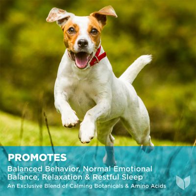 Image showing  Chewable Calming Treats for Dogs, 90 ct.