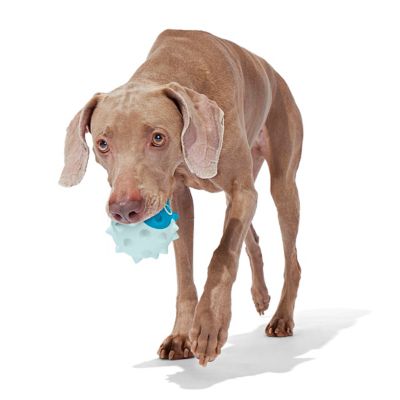 Image showing  Deep Sea Throwfish Dog Toy