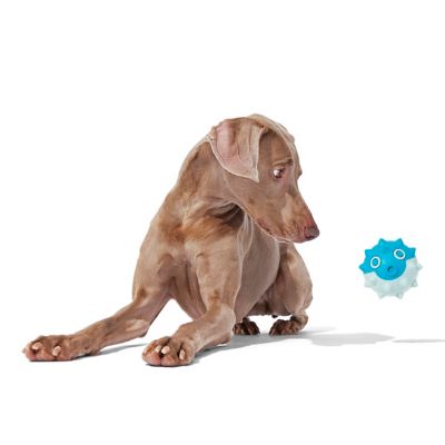 Image showing  Deep Sea Throwfish Dog Toy