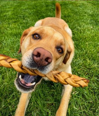 Image showing  Pet 12 in. Collagen Braided Stick Beef Flavor Dog Chew Treat