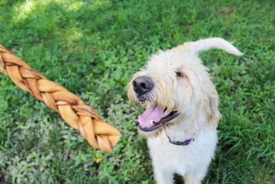 Image showing  Pet 12 in. Collagen Braided Stick Beef Flavor Dog Chew Treat