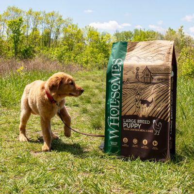 Image showing  Large Breed Puppy Chicken and Brown Rice Recipe Dry Dog Food, 35 lb. Bag