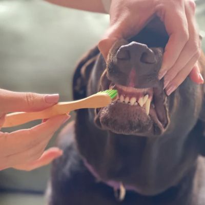 Image showing  Organic Dental Solutions Canine Tooth Gel with Large Eco-Friendly Bamboo Toothbrush for Dogs