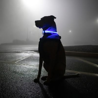 Image showing  Coastal USB Light-Up Neck Ring, Blue, 24 in. Maximum