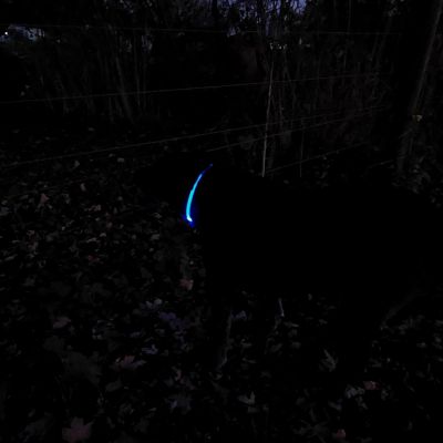 Image showing  Coastal USB Light-Up Neck Ring, Blue, 24 in. Maximum