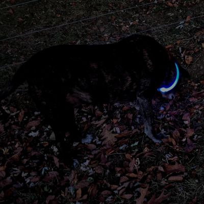 Image showing  Coastal USB Light-Up Neck Ring, Blue, 24 in. Maximum