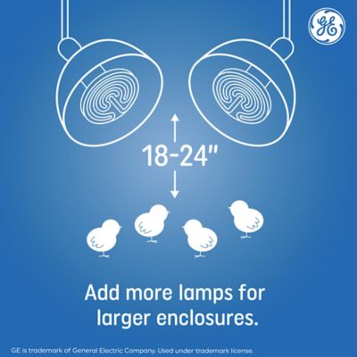 Image showing 6 th GE Ceramic Heat Lamp 100 Watt (1 Pack)