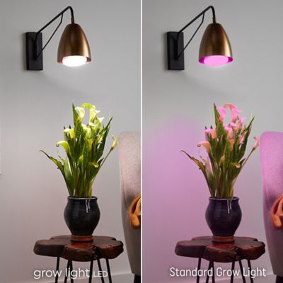 Image showing  Grow LED Light Bulb for Seeds and Greens, A19 Plant Light Bulb, Balanced Light Spectrum