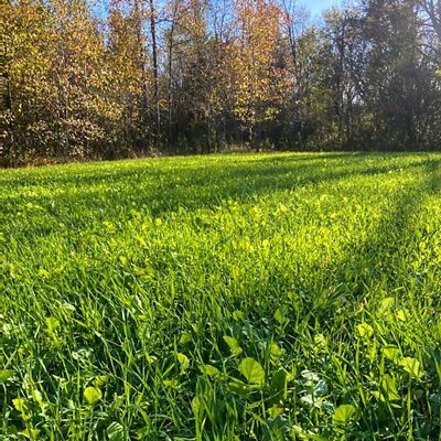 Image showing  Quick Sow Deer Plot