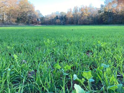 Image showing  Quick Sow Deer Plot