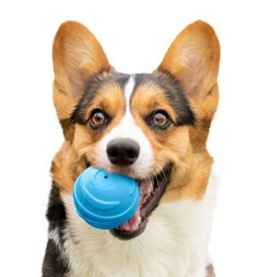 FurHaven Fetch N Fun Squeaker TPR Ball Dog Toys, 3-Pack