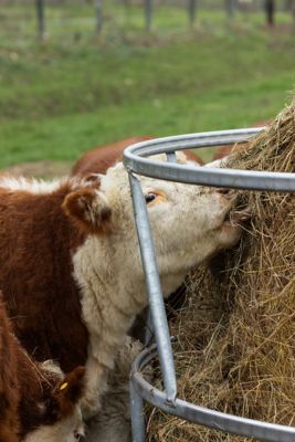 Image showing  1-Round Bale Heavy-Duty Livestock Hay Bale Feeder, 8 ft.