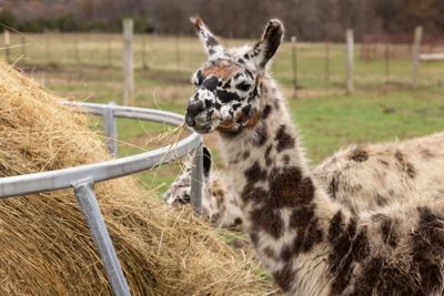 Image showing  1-Round Bale Heavy-Duty Livestock Hay Bale Feeder, 8 ft.