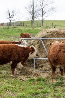 Image showing  1-Round Bale Heavy-Duty Livestock Hay Bale Feeder, 8 ft.