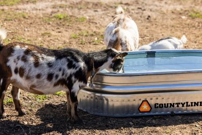 Image showing  40 gal. Oval Galvanized Steel Stock Tank, 2 ft. x 4 ft. x 1 ft.