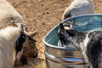 Image showing  70 gal. Galvanized Round End Stock Tank