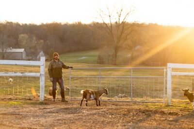 Image showing  14 ft. Homesteader Galvanized Mesh Farm Gate