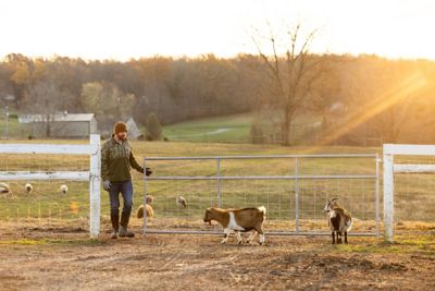 Image showing  14 ft. Homesteader Galvanized Mesh Farm Gate