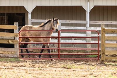 Image showing  16 ft. 6-Bar Heavy-Duty Tube Gate, Red