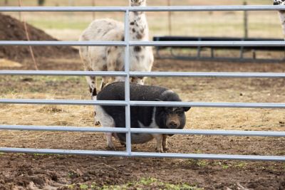 Image showing  14 ft. x 4 ft. 6-Bar Utility Tube Farm Gate, Gray