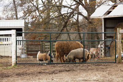 Image showing  14 ft. x 50 in. Wire-Filled Farm Gate, Green