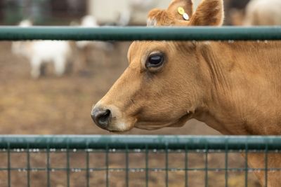 Image showing  10 ft. x 50 in. Wire-Filled Farm Gate, Green