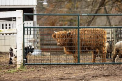 Image showing  10 ft. x 50 in. Wire-Filled Farm Gate, Green