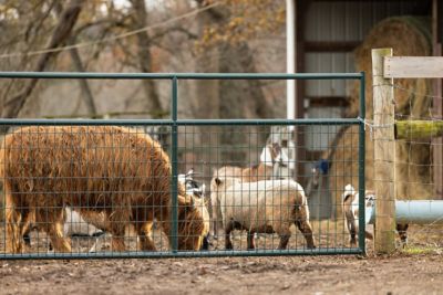 Image showing  10 ft. x 50 in. Wire-Filled Farm Gate, Green