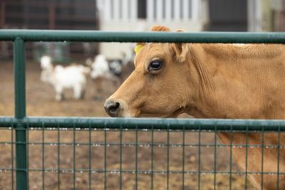 Image showing  6 ft. x 50 in. Wire-Filled Farm Gate, Green