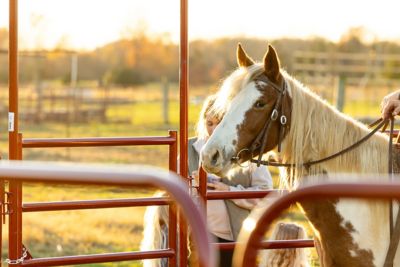 Image showing  10 ft. 6-Bar Corral Panel, Gray