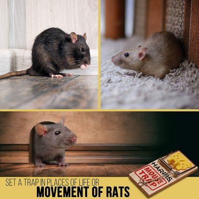 Image showing  Reusable Wooden Rat Traps, 4-Pack