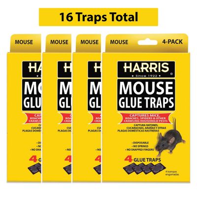 Harris Reusable Plastic Mouse Trap (4-Pack)